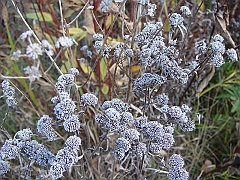 14 Shiawassee National Wildlife Refuge [2008 Nov 5]